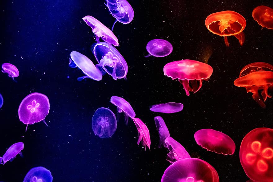 ubur-ubur, akuarium, di bawah air, samudra, laut, air, akuatik, transparan, hewan, alam