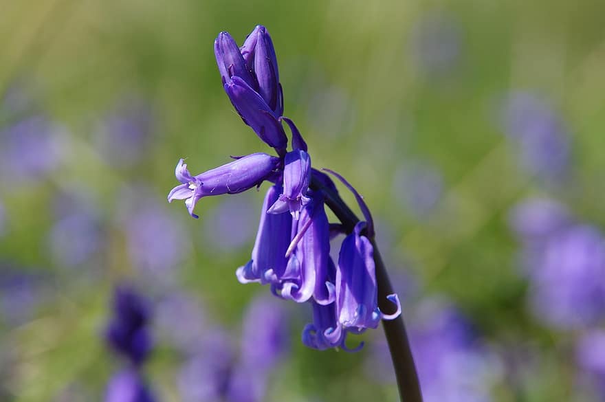 Bluebells, Flowers, Plant, Wildflowers, Bloom, Blossom, Flora, Nature, Meadow