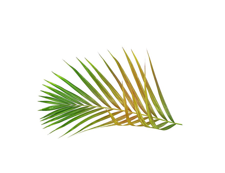 Palme, Blatt, Blätter, Grün, tropisch, Sommer-, Pflanze, Textur, Natur, exotisch, Baum