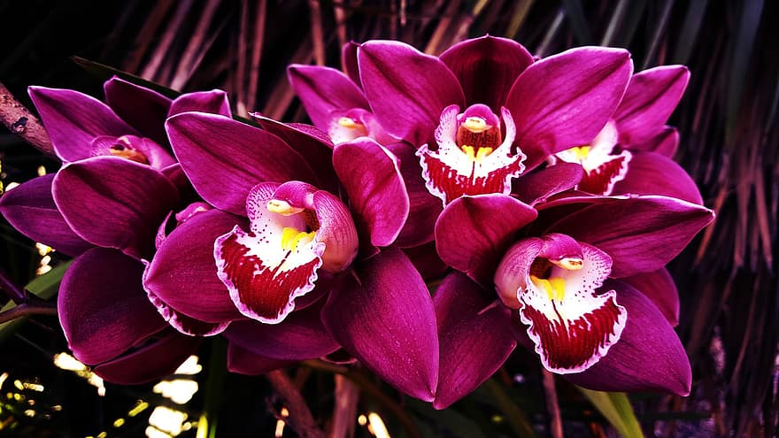 цветок, орхидея, завод, цветение, ботаника, природа, крупный план, головка цветка, лепесток, лист, пурпурный
