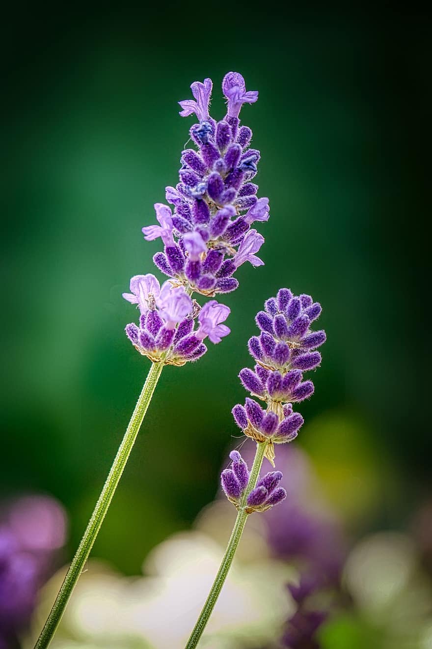 Lavender, Flower Meadow, Provence, Purple, Violet, Herbs, Garden, Lavendula, Fragrance, Flowers, Scented Plant