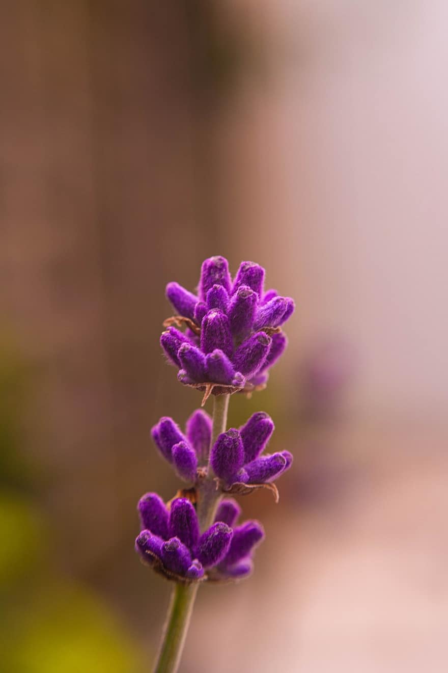 Lavendel, blühen, Blume, Garten, Pflanze, Flora, lila, natürlich, Frankreich, Provence, violett