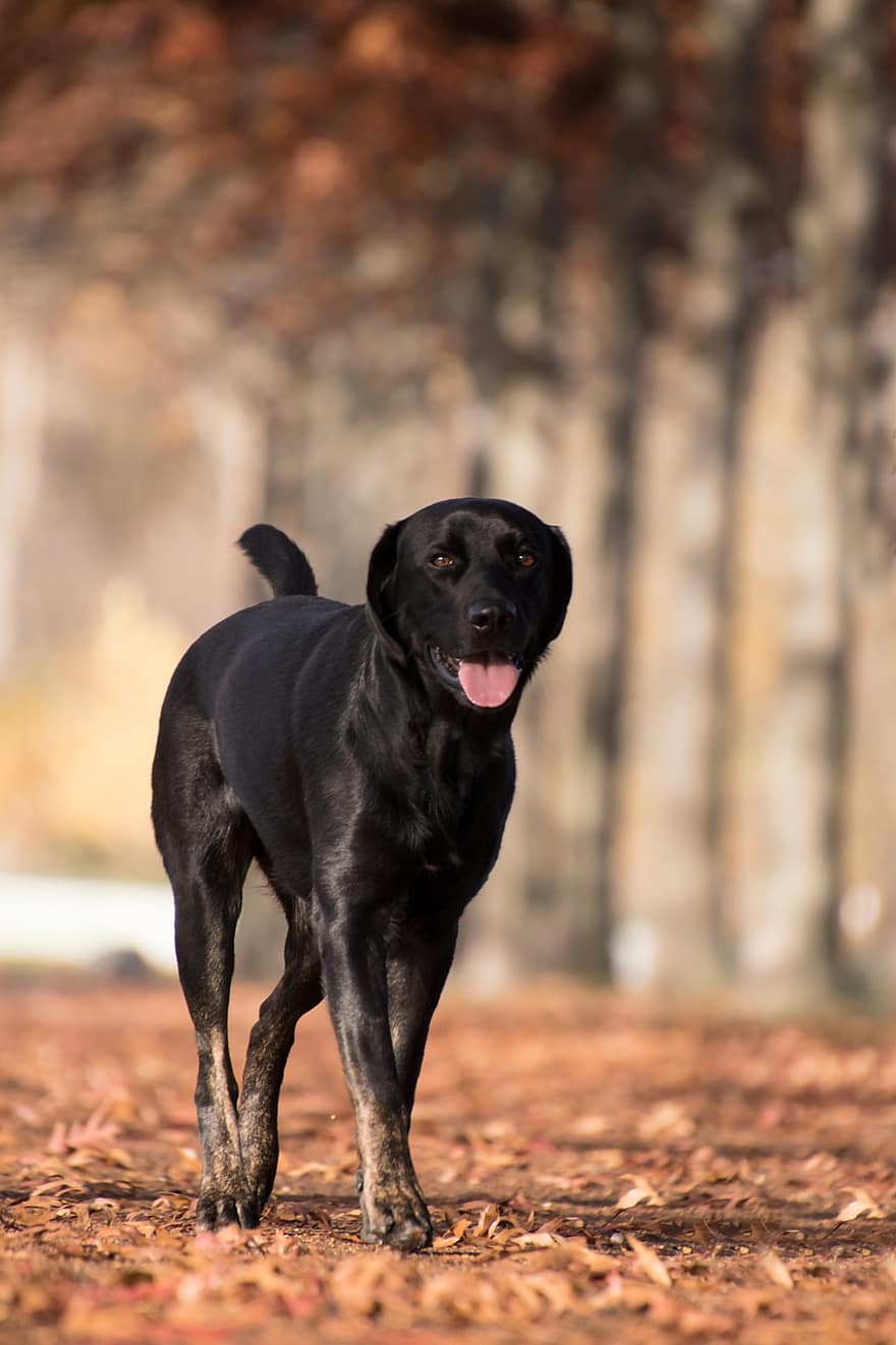 labrador retriever, hond, buitenshuis, huisdier, zwarte Hond, labrador, dier, zoogdier, huishond, hoektand