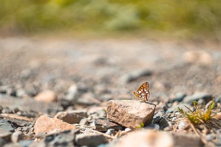 Butterfly, Insect, Rocks, Fritillary, Animal, Stones, Ground, Nature