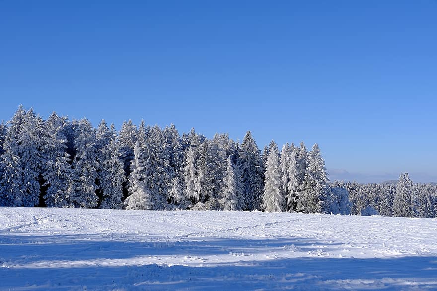 зима, дерева, сніговий, природи, зимовий, сніг
