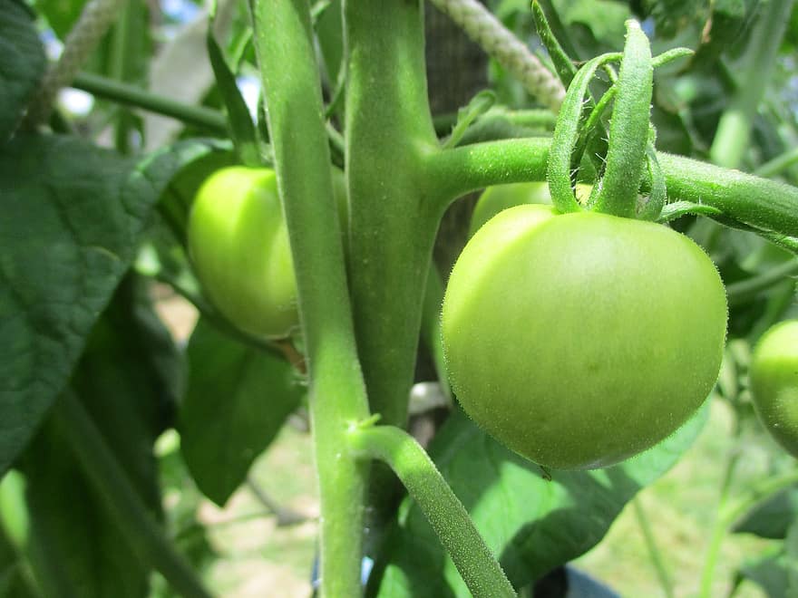 Tomato, Green, Vegetables, Garden, Nature, Plants, Vegetable Garden, Summer, Agriculture, Culture, Gardening