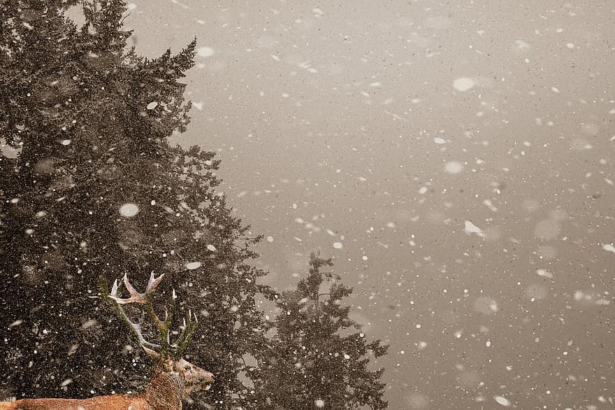 Reindeer, Winter, Forest, Snow, Trees, Conifers, Evergreen, Snowfall, Antlers, Wildlife, Mammal