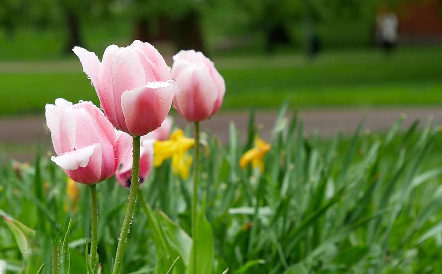 tulipány, Pozadí, květ, okvětní lístky, Příroda, zahrada, jaro, flóra, rostlin, tapeta na zeď, sezónní