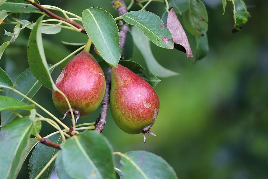 pærer, pære, frugter, rød, hængende, afhænge af, frugt, sund og rask, moden, natur, kernobst gewaechs