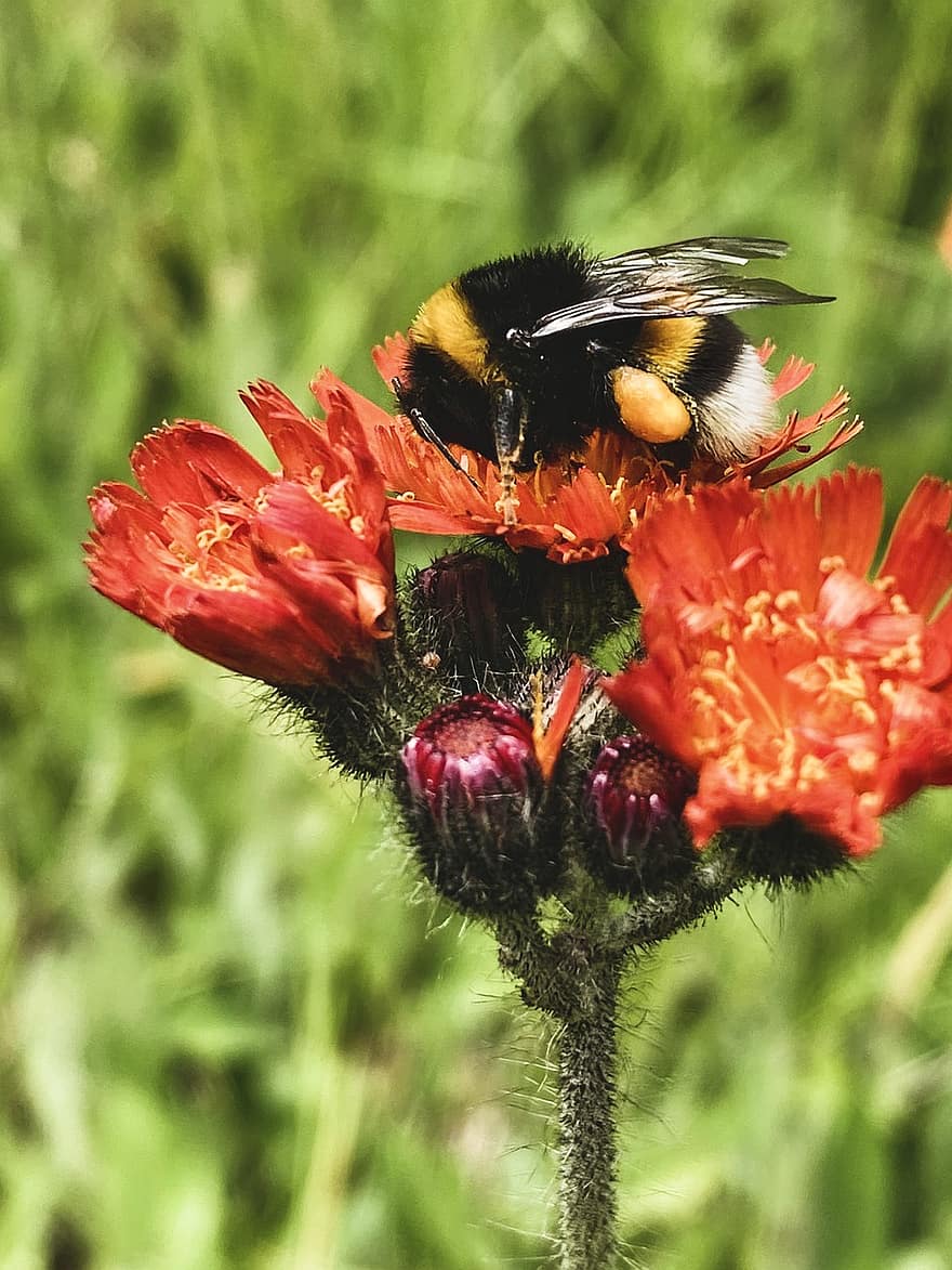 bumblebee, flor, polinização, natureza, inseto, apiário, Prado