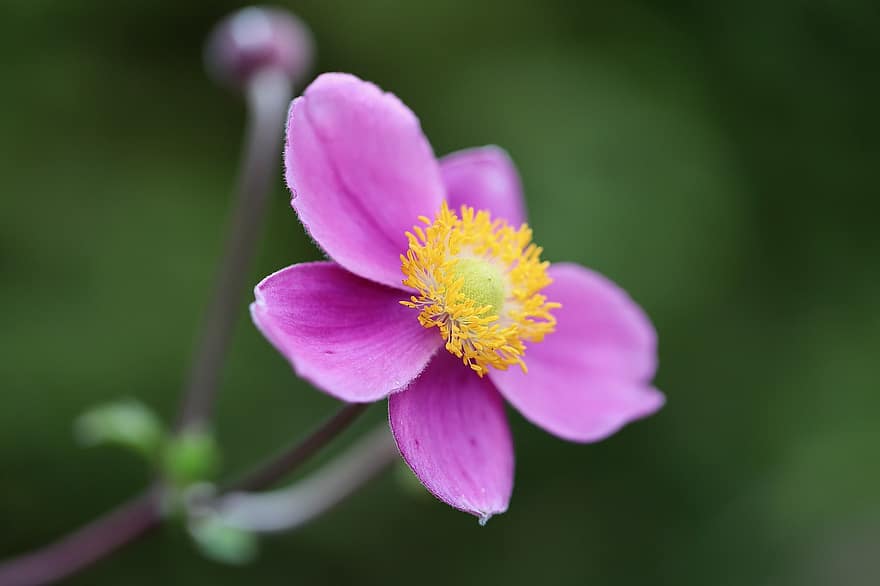 Rudens Anemone, japāņu anemone, anemone, ziedlapiņām, putekšņi, zieds, zied, rozā zieds, augu, raksturs