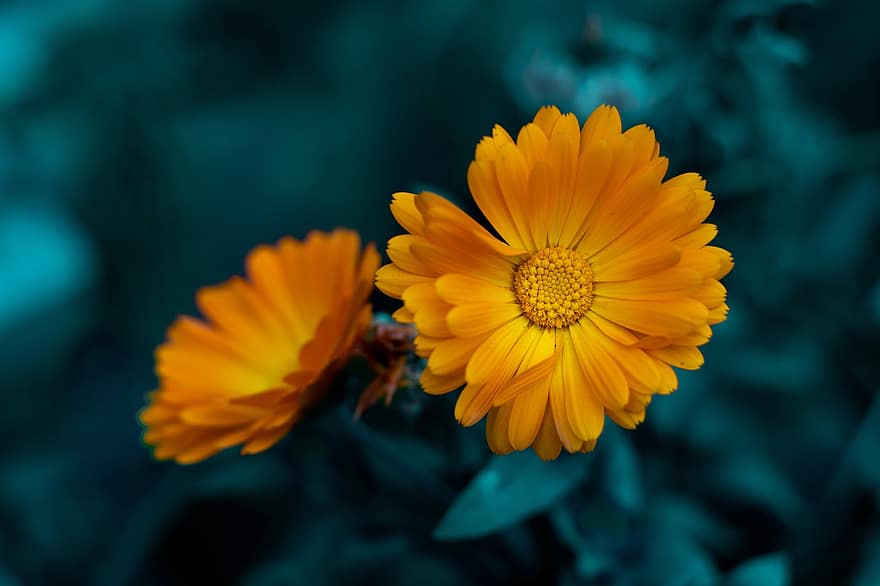 marigold, bunga-bunga, bunga kuning