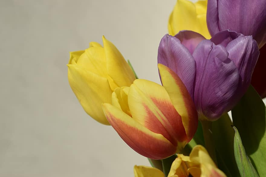 tulipany, kwiaty, kwiat, kwitnąć, płatki, płatki tulipanów, wiosenne kwiaty, flora, Natura