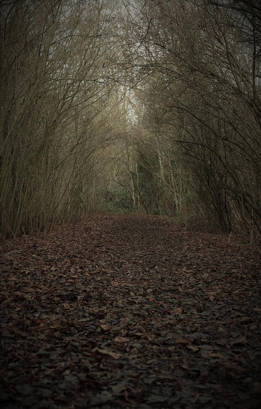 Forest, Path, Trees, Leaves, Foliage, Trail, Woods, Bare Trees, Tunnel, Eerie, tree