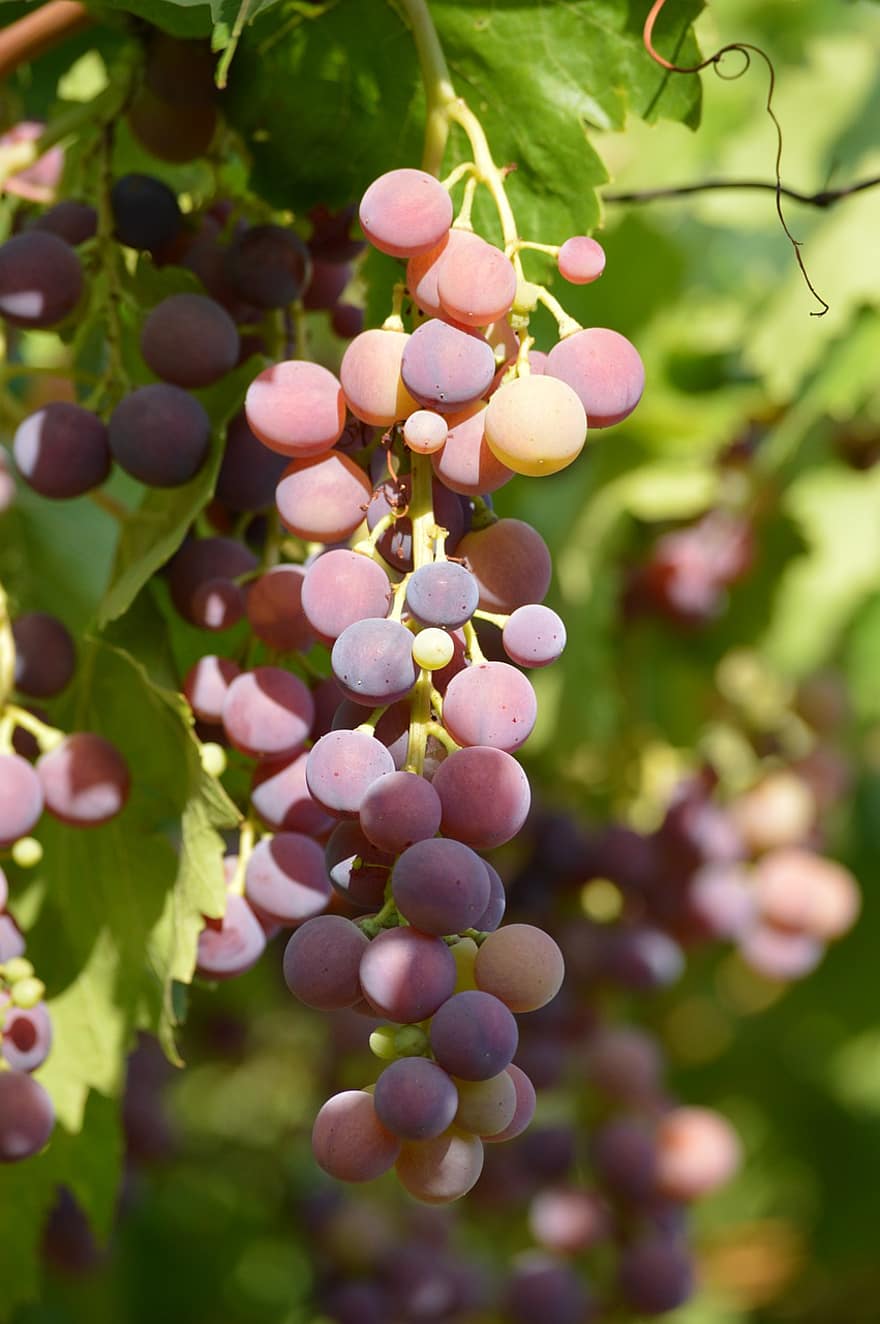 vaisiai, vynuogės, ruduo, augimą, rudenį, sezoną, Vynuogė, lapai, Žemdirbystė, šviežumas, vynuogynas