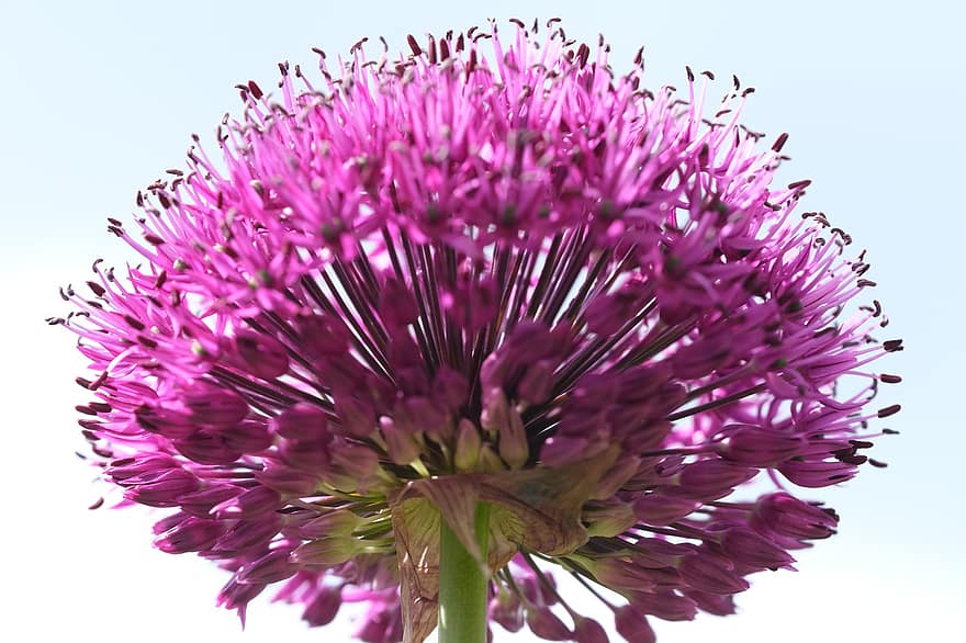 fleur, plante, oignon, allium giganteum, allium géant, violet, fermer, tête de fleur, macro, fleur simple, botanique