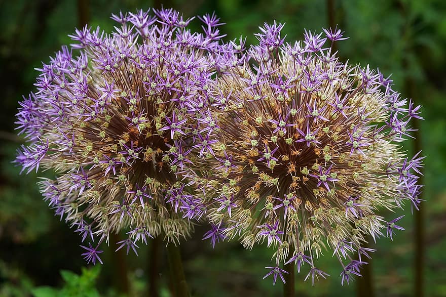 Flower, Ornamental Onion, Botany, Bloom, Blossom, Growth, Macro, Plant, close-up, purple, summer