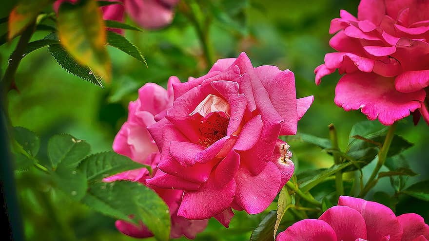 розовые цветы, розовые розы, цветы, сад, природа, лист, крупный план, завод, цветок, лепесток, летом