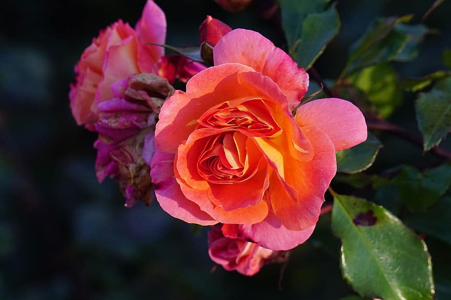 роза, цвете, цъфна роза, листенца, розови листенца, разцвет, цвят, флора, растение, градина, природа