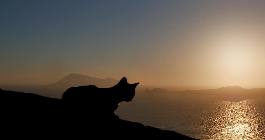 kaķis, saulrieta, siluets, krēsla, jūra
