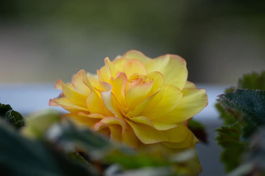 begonie, fiore, natura, fioritura, fiorire, fiore giallo, petali gialli, pianta, giardino, flora, floricoltura