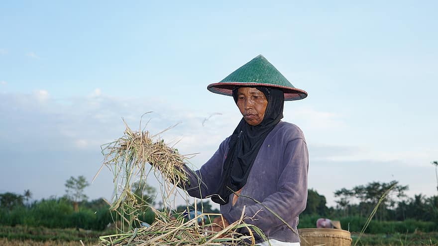 сельское хозяйство, фермер, Сбор риса, сбор урожая, Индонезийский фермер, люди, ферма, сельская сцена, один человек, за работой, для взрослых