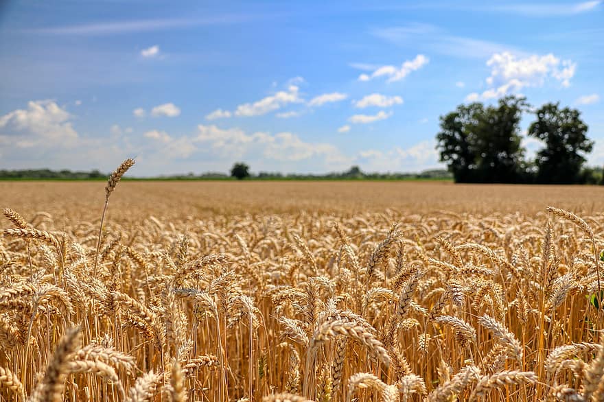 pole, pšenice, obilí, nebe, zemědělství, ječmen, špice, rostlina