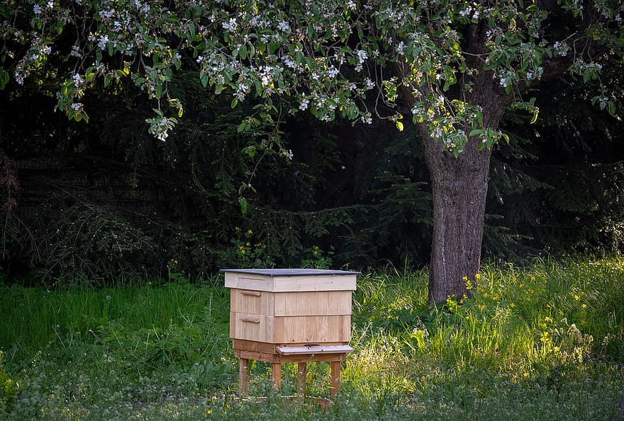 Baum, Bienenstock, Wald, draußen, Biene, Honig, Insekt, Honigbiene, Imker, Sommer-, Holz