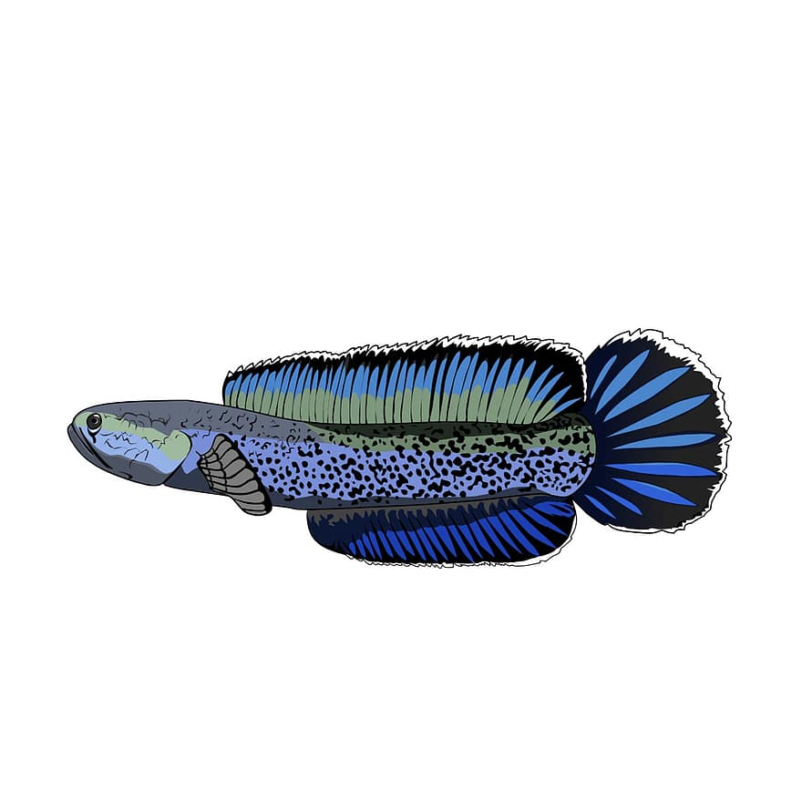 channa, Ασιατικό Snakehead, ψάρι, σχέδιο, απομονωμένος, απεικόνιση, μπλε, πολύχρωμα, υποβρύχιος, διάνυσμα, τροπικό κλίμα