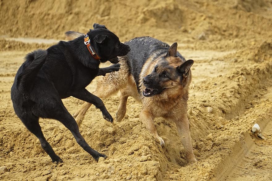 Alman Kurdu, köpekler, oynama, Oyun Dövüşü, köpek oynamak