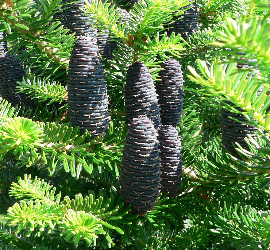 Fir Tree, Cones, Conifer, Nature, Trees, Forest, Woods