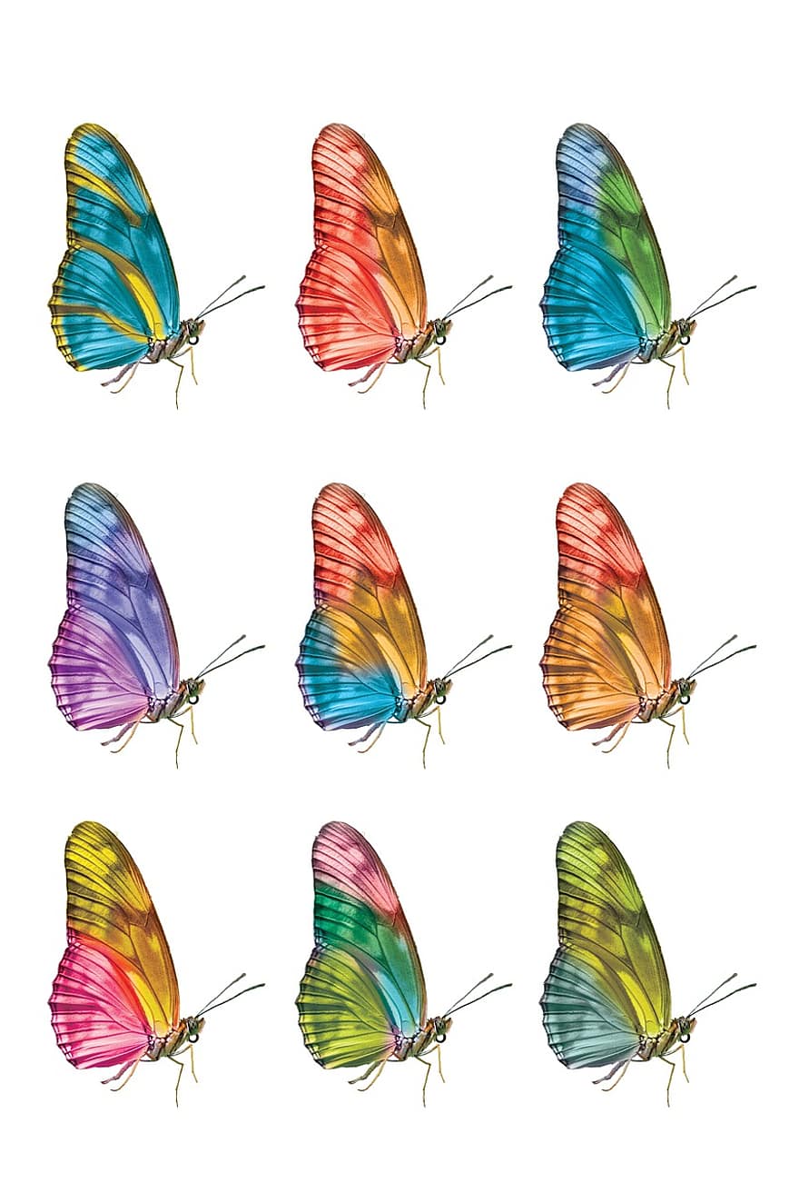 fluturi, insectă, lepidoptere, colorate, frumos, animal, fundal, fundal alb, imagine, real