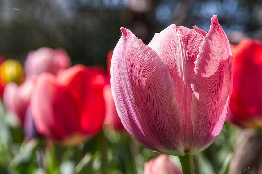 tulipe, fleur, plante, pétales, printemps, Floraison, champ de tulipes, jardin, la nature
