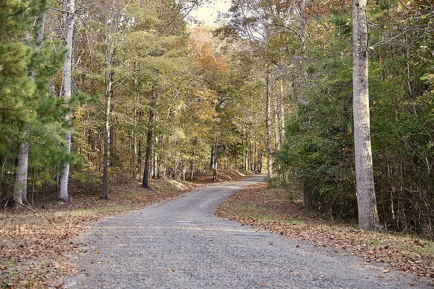 Alabama, strada, foresta, boschi, autunno, rurale, strada rurale, strada di campagna