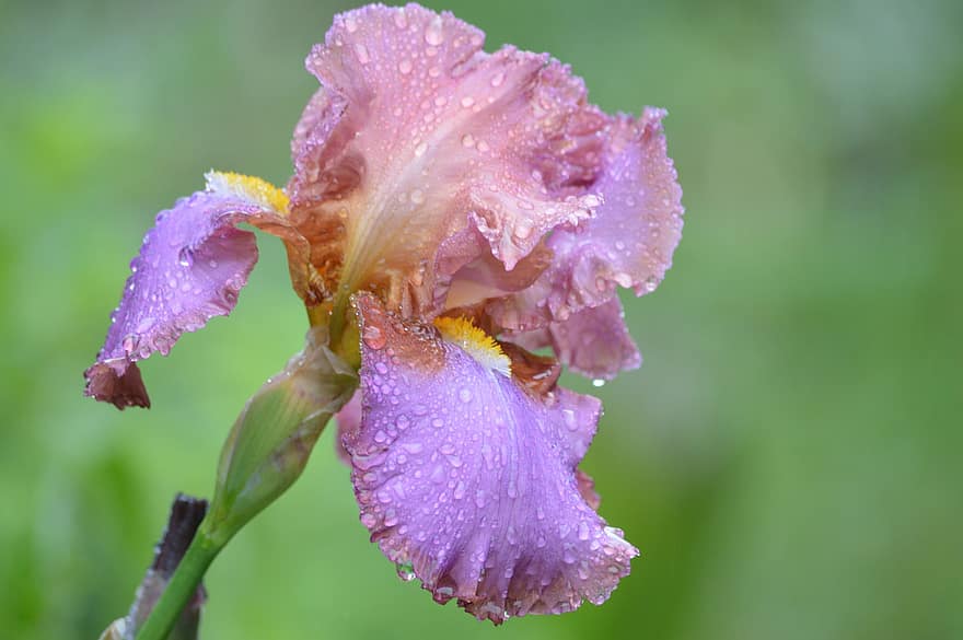 Nature, Flower, Iris, Droplets