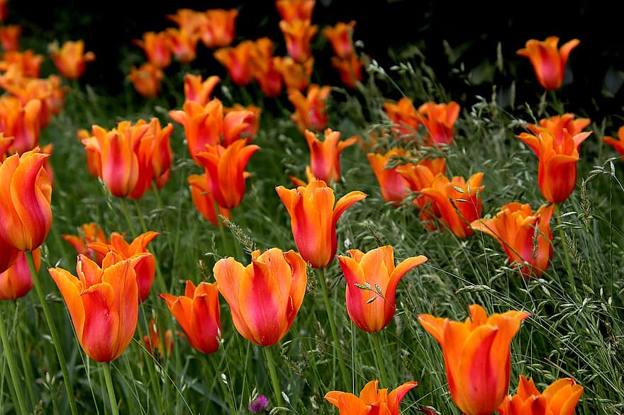 tulppaanit, kukat, sipulikasvit, oranssi väri, massiivinen, kevät, puutarha, puutarhanhoito, kasvitieteellinen, tulppaani, kukka