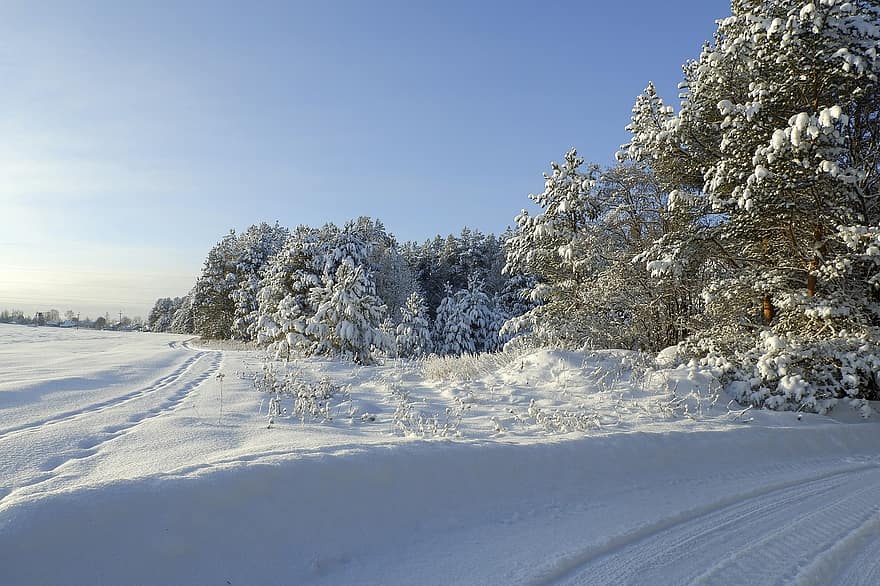 пейзаж, зима, сняг, студено, скреж, дървета, небе, природа, студ, по обяд, замръзнал