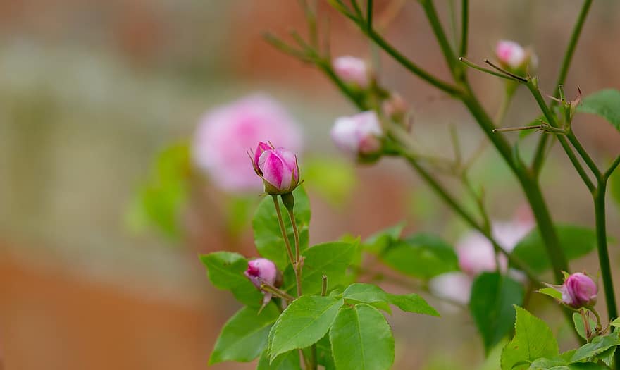 Rosa rosada, capullo de rosa rosa, Rosa, flor, pétalos, hojas, brote, floración, naturaleza, planta