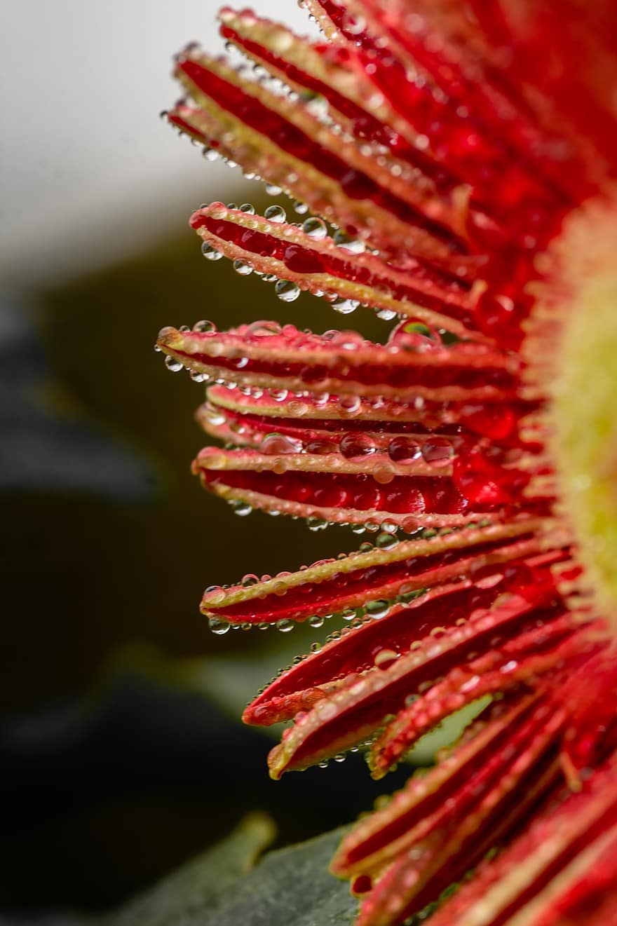 Flower, Water Droplets, Daisy, Red Daisy, Red Flower, Wet, Wet Flower, Bloom, Blossom, Flora, Floriculture