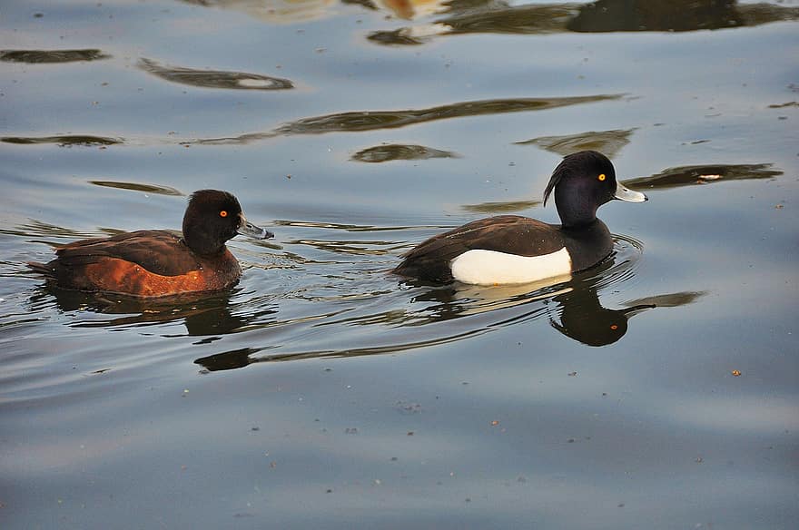 Common Pochard, Pochard, Diving Ducks, Waterbirds, Waterfowls, Lake, River, Nature, beak, feather, pond
