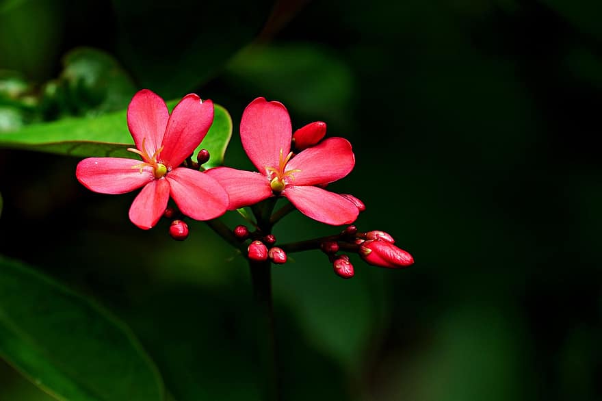 Jatrophas, Flowers, Red Flowers, Petals, Red Petals, Bloom, Blossom, Plant, Flora, Nature, close-up