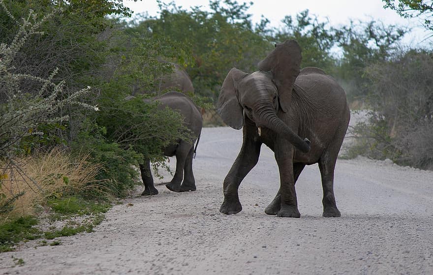 gajah, betis, bagasi, mamalia, Afrika