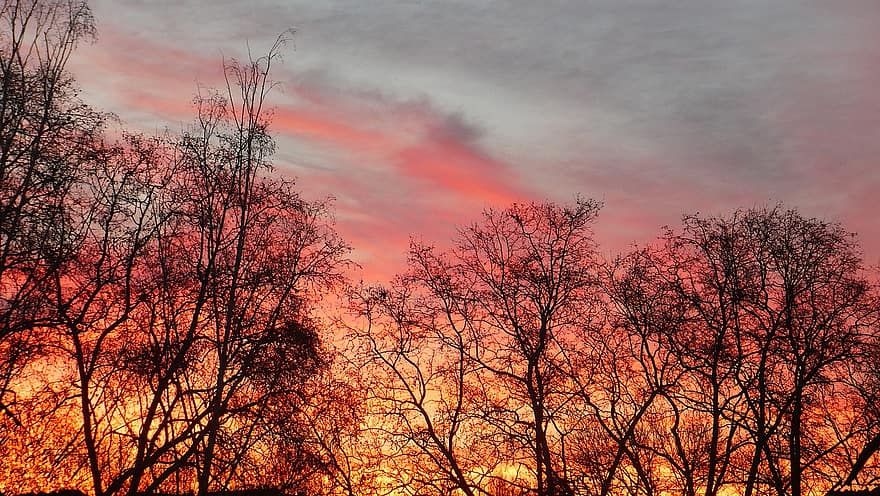 drzewa, zachód słońca, poświata, kolor