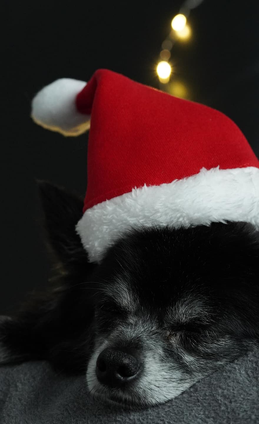 치와와, 개, 착한 애, 송곳니, 크리스마스, 자고있는, 동물, 모피, 주둥이, 포유 동물, 산타 모자