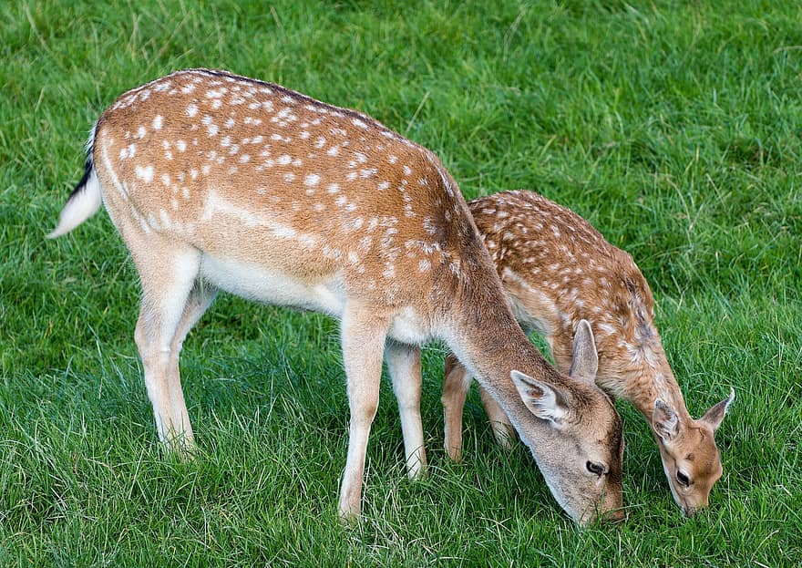 Deer, Wildlife, Mother, Nature, grass, animals in the wild, cute, doe, young animal, spotted, fawn