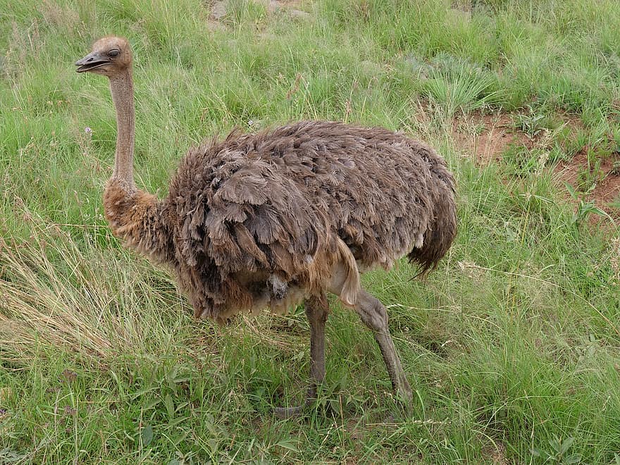 Ostrich, Safari, Bush, Nature, Animals, Meadow