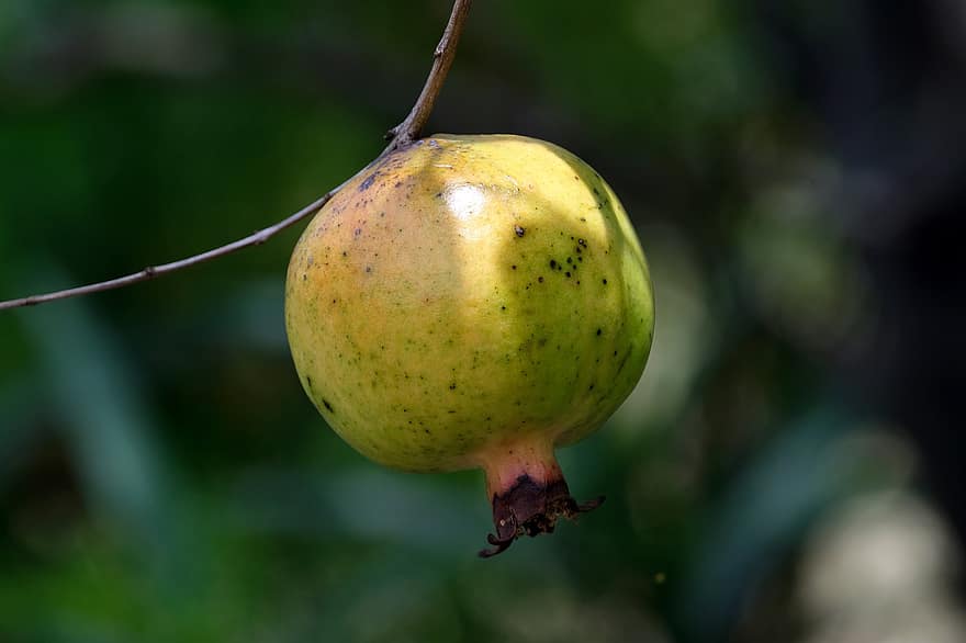 과일, 석류 나무, 본질적인, 건강한
