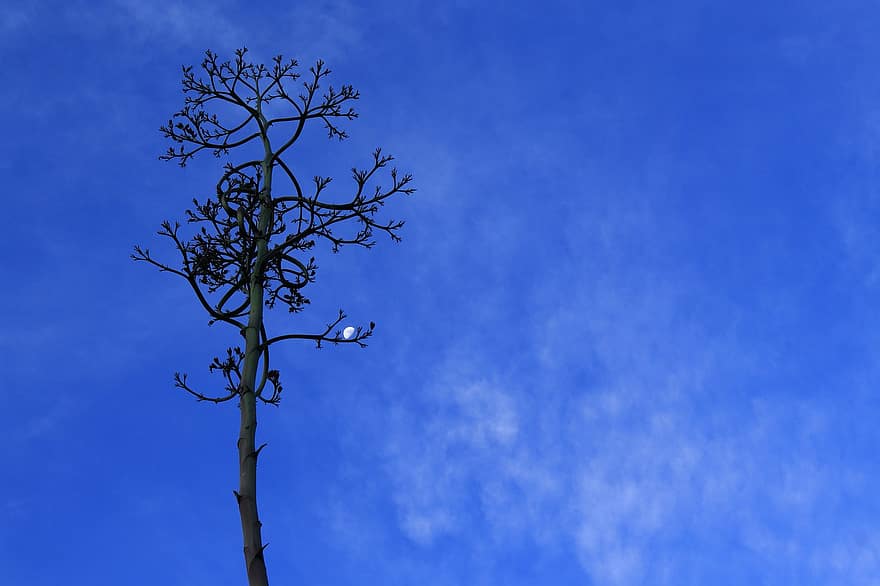 Thiên nhiên, cây, bầu trời, những đám mây, màu xanh da trời, chi nhánh, Lá cây, mùa hè, tầng lớp, Mùa, sự phát triển