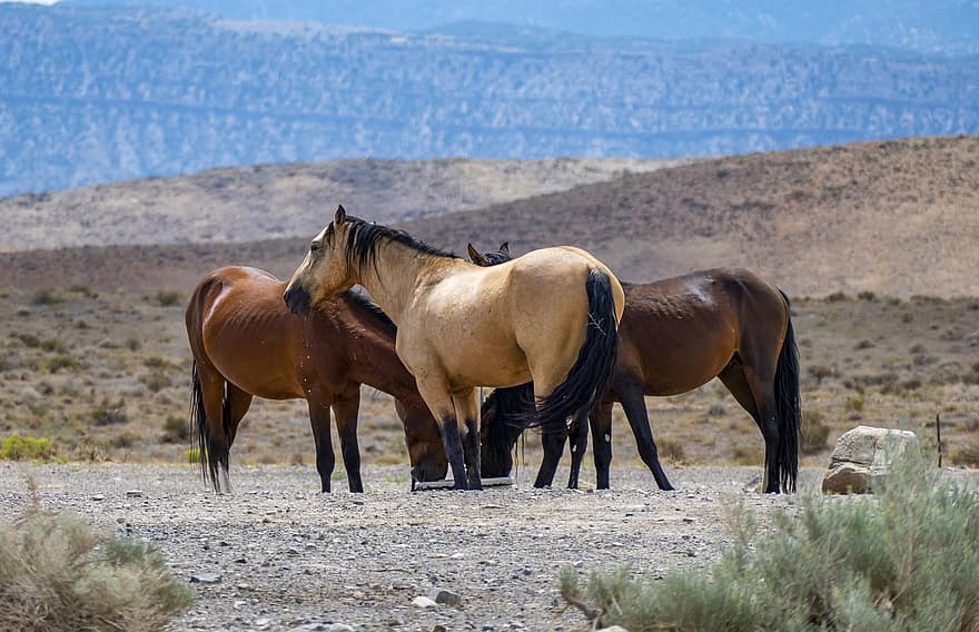cai, cai sălbatici, arid peisaj, natură, animal, cal, în aer liber, mamifer, fermă, armăsar, rural