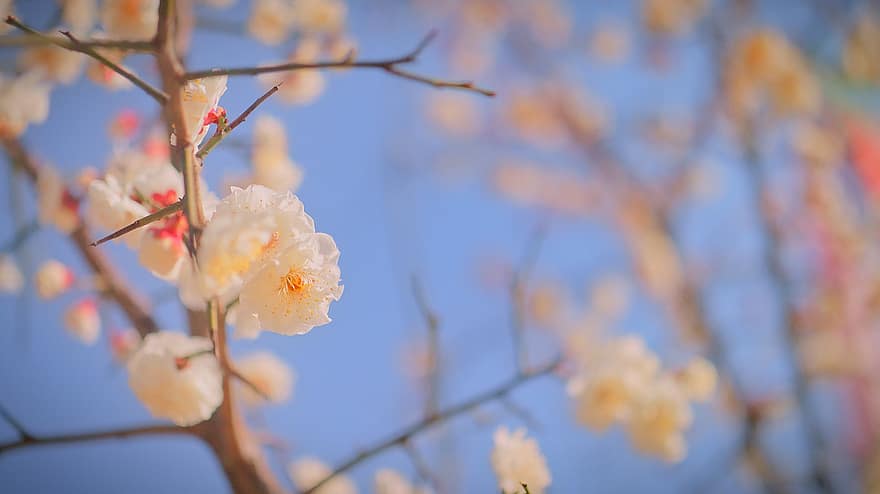 Flor de cerejeira, sakura, Primavera, Rosa, flores, natureza, plantas, Coréia, flor, República da Coreia, anton